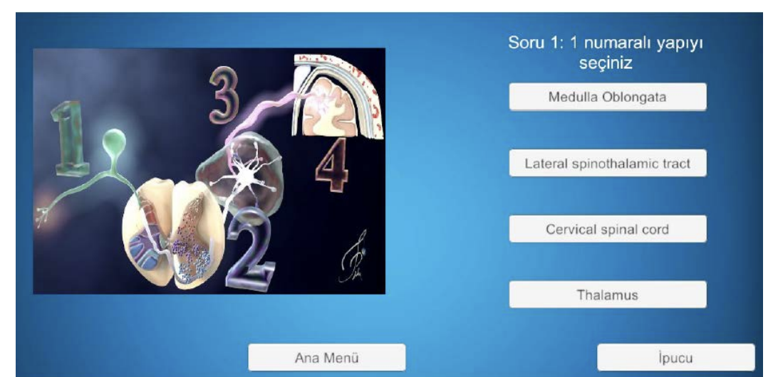 Eğitim Amaçlı Anatomi Modülü Oluşturulması Üzerine Örnek Çalışma